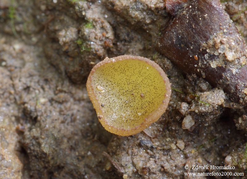 hovník dřevní, Ascobolus lignatilis (Houby, Fungi)